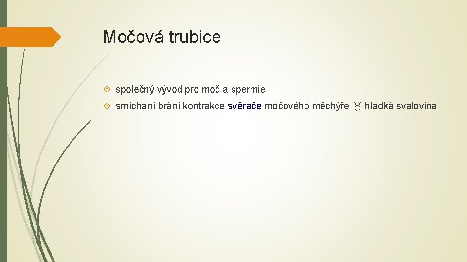 Močová trubice společný vývod pro moč a spermie smíchání brání kontrakce svěrače močového měchýře