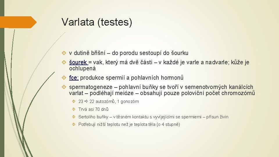 Varlata (testes) v dutině břišní – do porodu sestoupí do šourku šourek = vak,