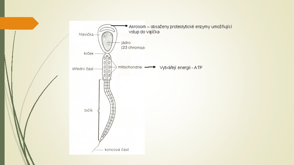 Akrosom – obsaženy proteolytické enzymy umožňující vstup do vajíčka Vytvářejí energii - ATP 