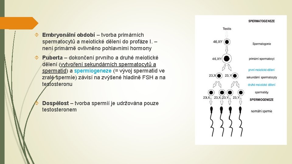  Embryonální období – tvorba primárních spermatocytů a meiotické dělení do profáze I. –