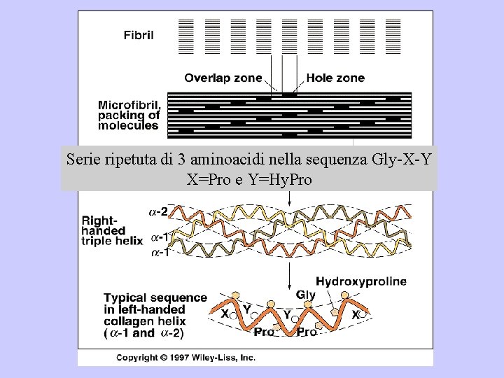 Serie ripetuta di 3 aminoacidi nella sequenza Gly-X-Y X=Pro e Y=Hy. Pro 