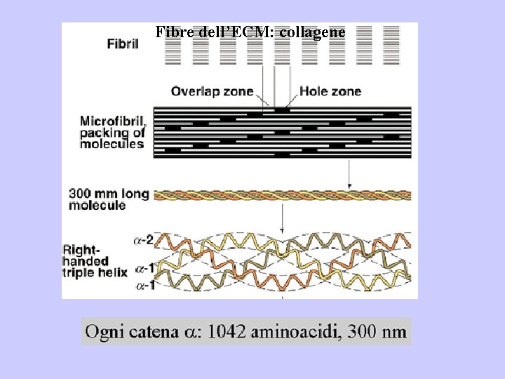 Fibre dell’ECM: collagene 