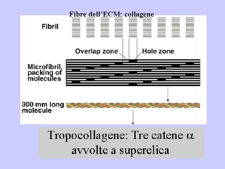 Fibre dell’ECM: collagene 