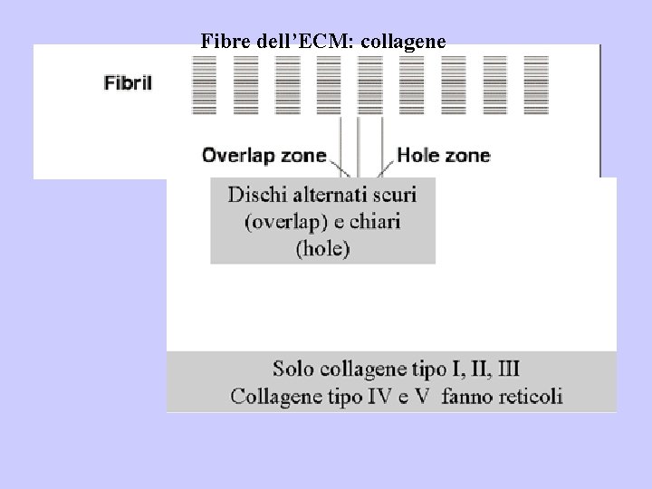 Fibre dell’ECM: collagene 