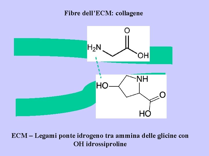 Fibre dell’ECM: collagene ECM – Legami ponte idrogeno tra ammina delle glicine con OH