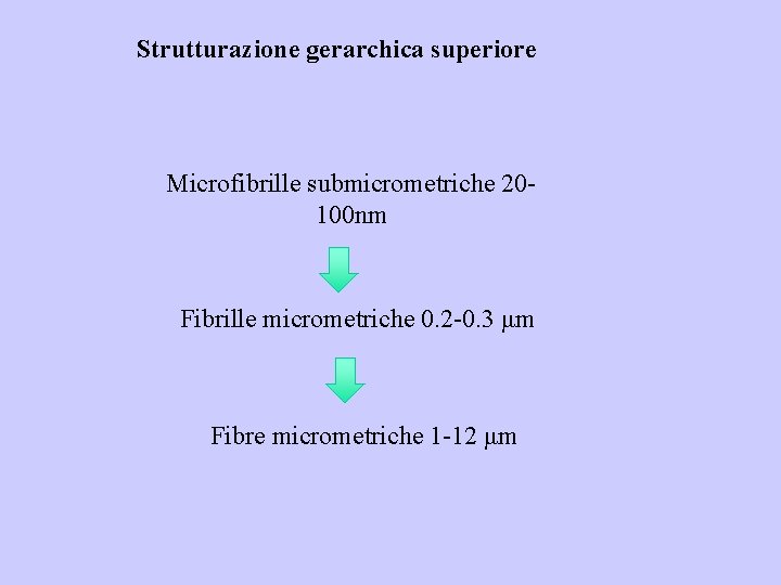 Strutturazione gerarchica superiore Microfibrille submicrometriche 20100 nm Fibrille micrometriche 0. 2 -0. 3 μm