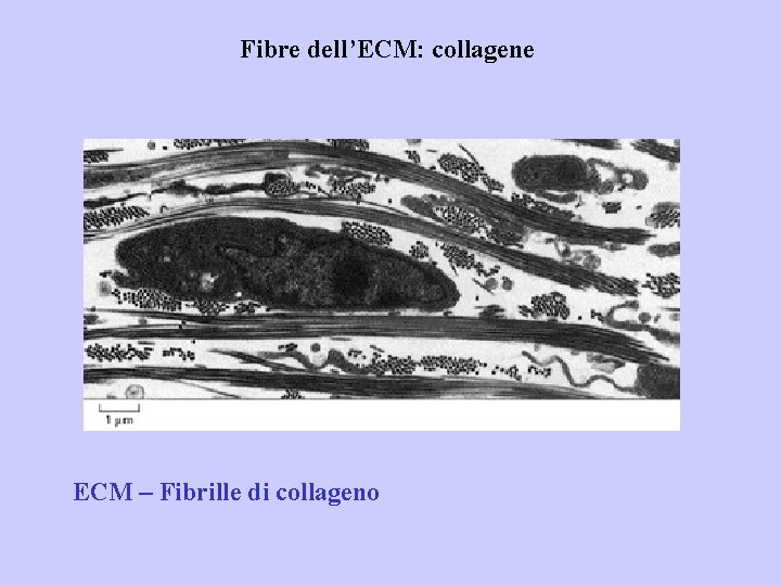 Fibre dell’ECM: collagene ECM – Fibrille di collageno 