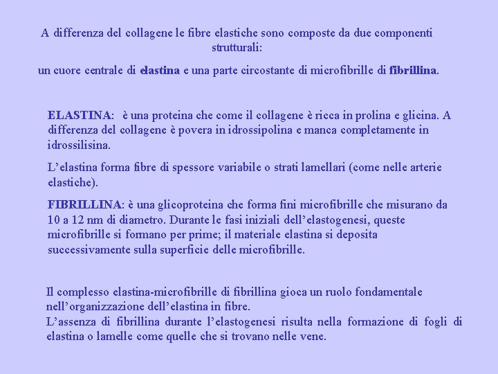 A differenza del collagene le fibre elastiche sono composte da due componenti strutturali: un