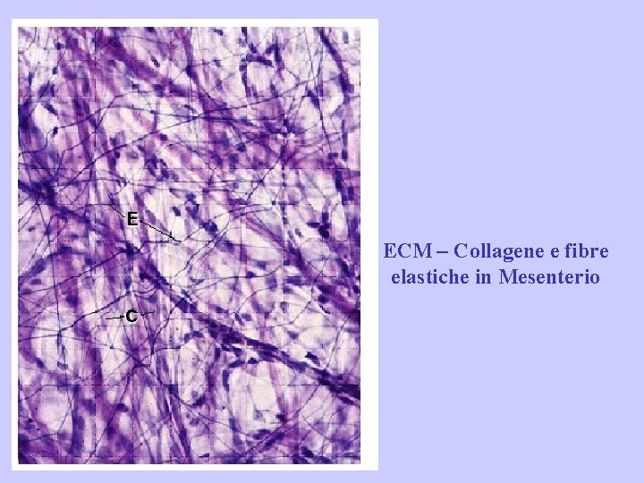 ECM – Collagene e fibre elastiche in Mesenterio 