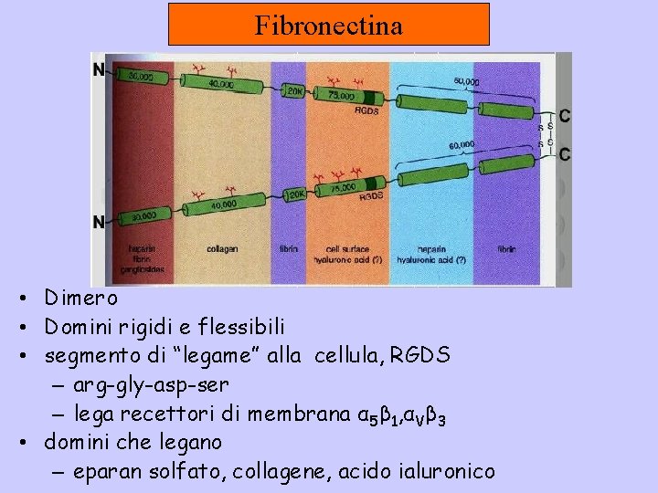 Fibronectina • Dimero • Domini rigidi e flessibili • segmento di “legame” alla cellula,