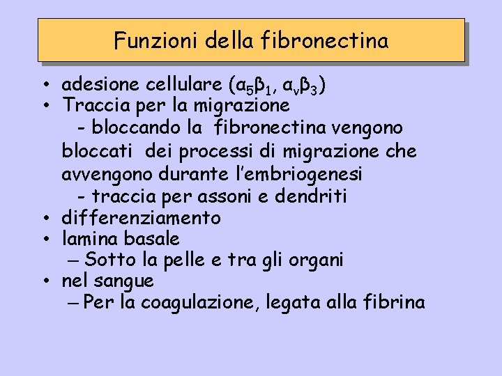 Funzioni della fibronectina • adesione cellulare (α 5β 1, αvβ 3) • Traccia per