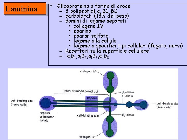 Laminina • Glicoproteina a forma di croce – 3 polipeptidi α, β 1, β
