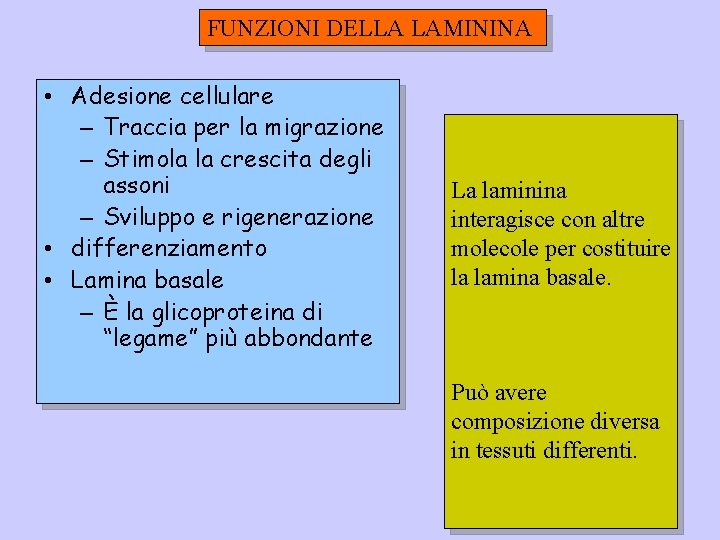 FUNZIONI DELLA LAMININA • Adesione cellulare – Traccia per la migrazione – Stimola la