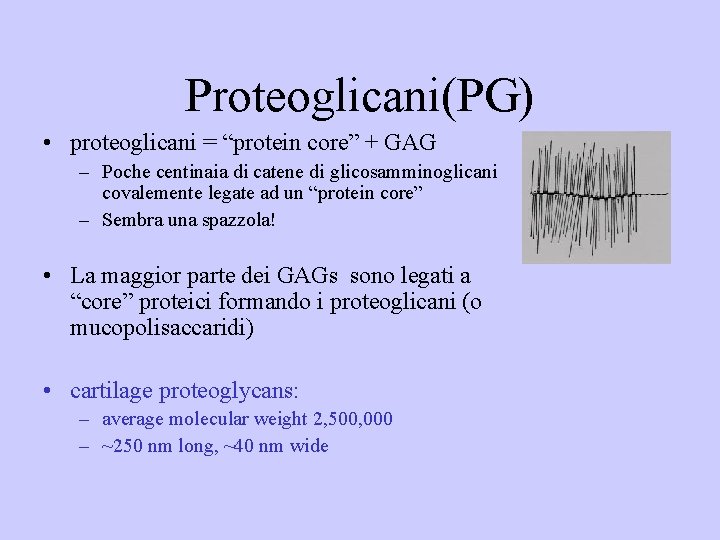 Proteoglicani(PG) • proteoglicani = “protein core” + GAG – Poche centinaia di catene di