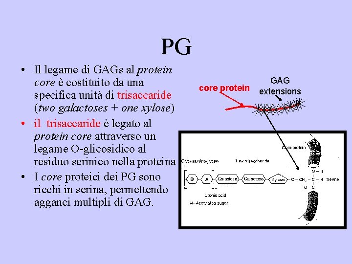 PG • Il legame di GAGs al protein core è costituito da una specifica