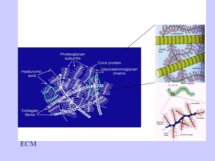 ECM 