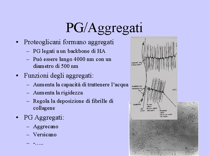 PG/Aggregati • Proteoglicani formano aggregati – PG legati a un backbone di HA –