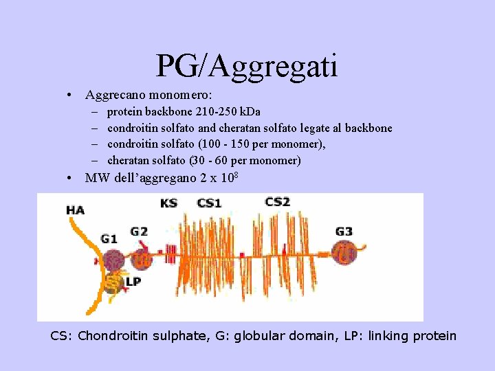 PG/Aggregati • Aggrecano monomero: – – protein backbone 210 -250 k. Da condroitin solfato