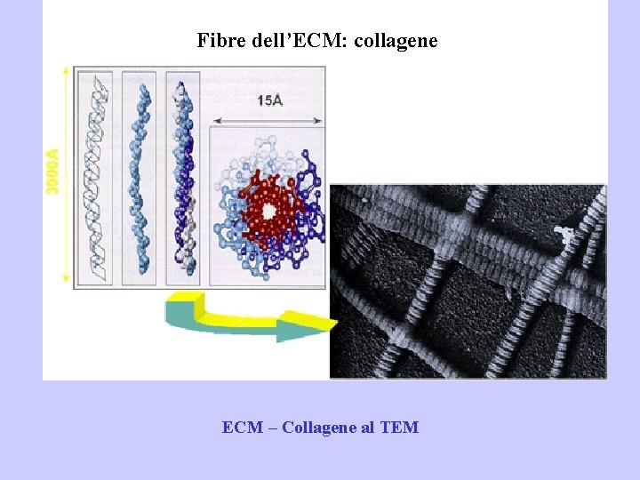 Fibre dell’ECM: collagene ECM – Collagene al TEM 