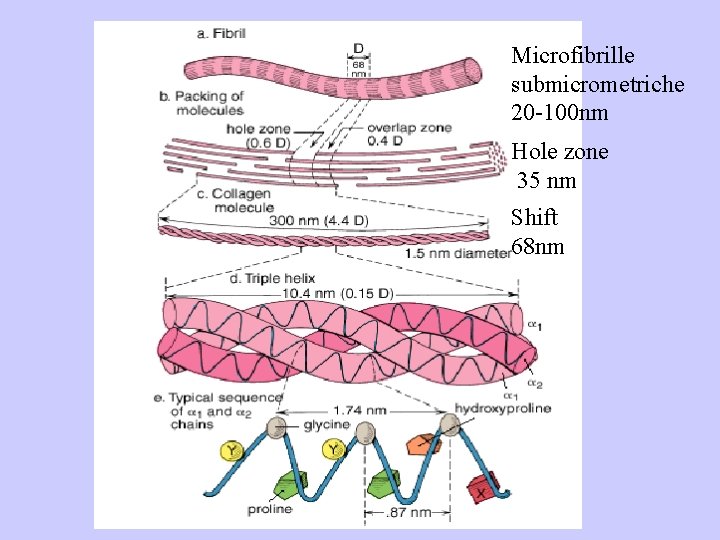 Microfibrille submicrometriche 20 -100 nm Hole zone 35 nm Shift 68 nm 