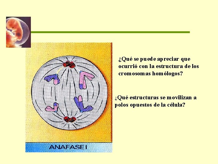 ¿Qué se puede apreciar que ocurrió con la estructura de los cromosomas homólogos? ¿Qué