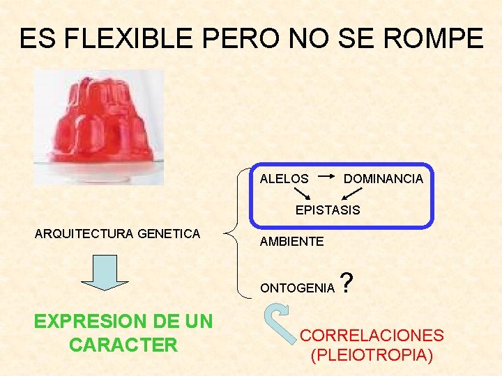 ES FLEXIBLE PERO NO SE ROMPE ALELOS DOMINANCIA EPISTASIS ARQUITECTURA GENETICA AMBIENTE ONTOGENIA EXPRESION