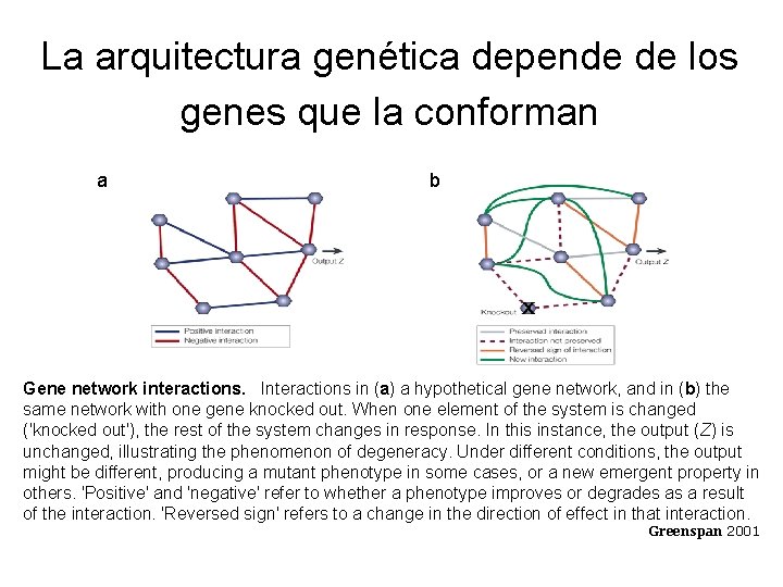 La arquitectura genética depende de los genes que la conforman a b Gene network