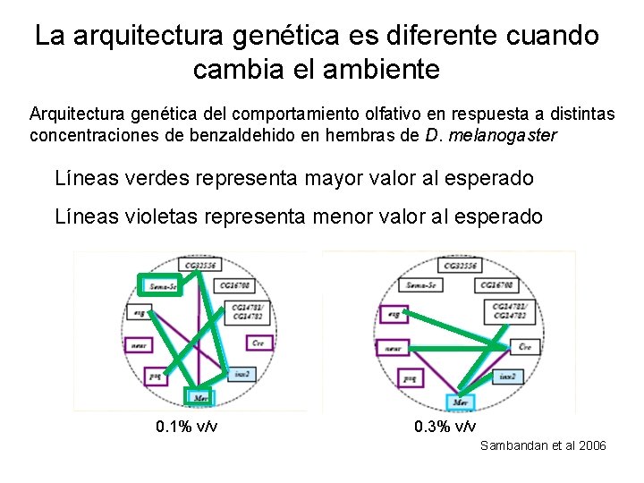 La arquitectura genética es diferente cuando cambia el ambiente Arquitectura genética del comportamiento olfativo