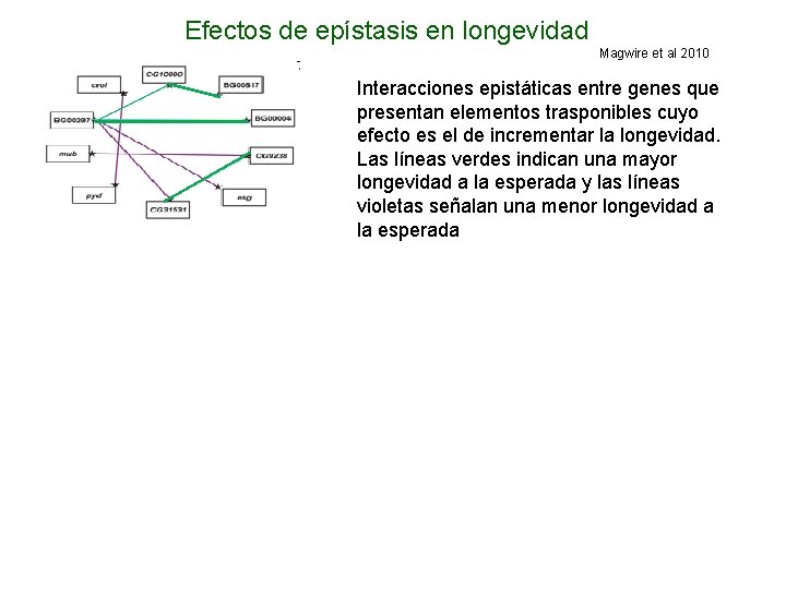 Efectos de epístasis en longevidad Magwire et al 2010 Interacciones epistáticas entre genes que