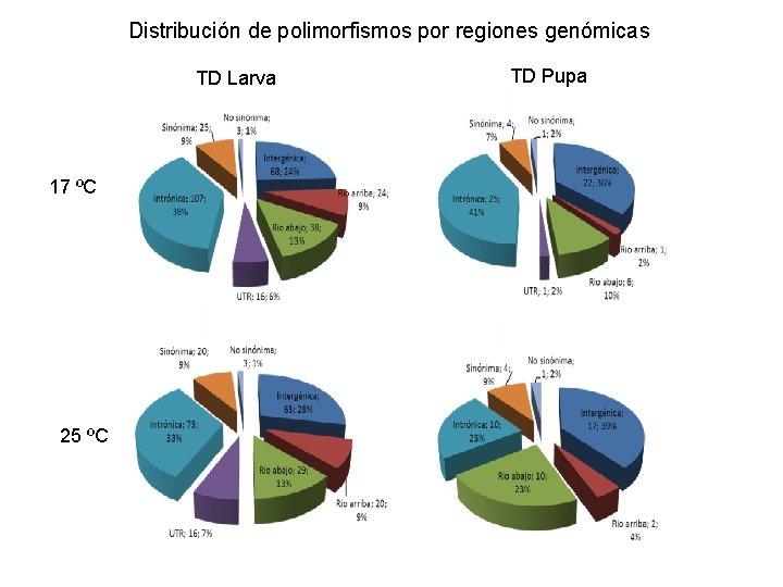 Distribución de polimorfismos por regiones genómicas TD Larva 17 ºC 25 ºC TD Pupa
