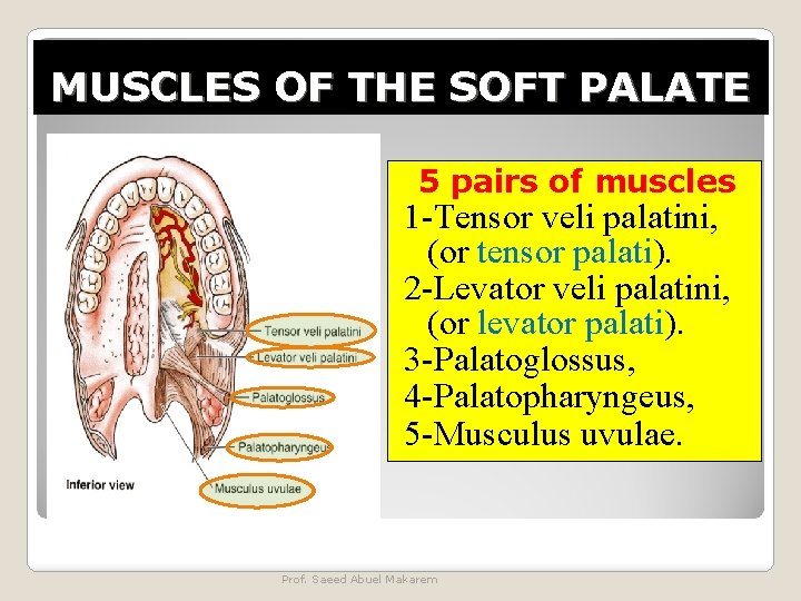 MUSCLES OF THE SOFT PALATE 5 pairs of muscles 1 -Tensor veli palatini, (or