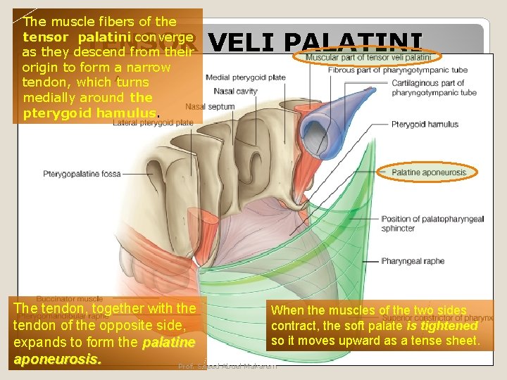 The muscle fibers of the tensor palatini converge as they descend from their origin