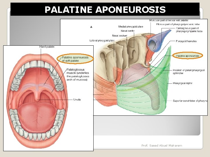 PALATINE APONEUROSIS Prof. Saeed Abuel Makarem 