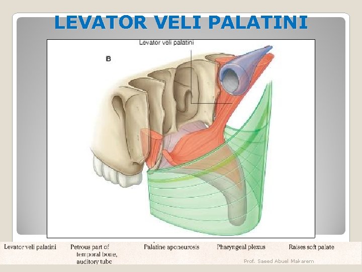 LEVATOR VELI PALATINI Prof. Saeed Abuel Makarem 