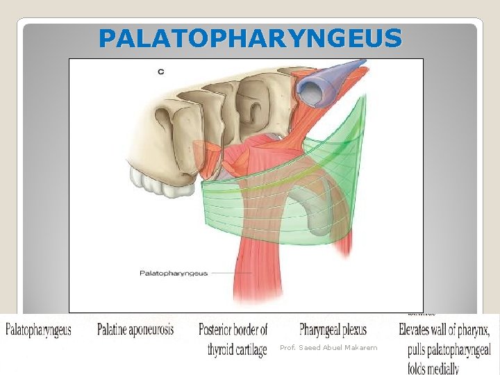 PALATOPHARYNGEUS Prof. Saeed Abuel Makarem 