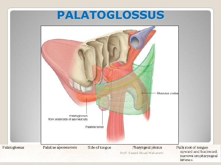 PALATOGLOSSUS Prof. Saeed Abuel Makarem 