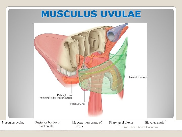 MUSCULUS UVULAE Prof. Saeed Abuel Makarem 