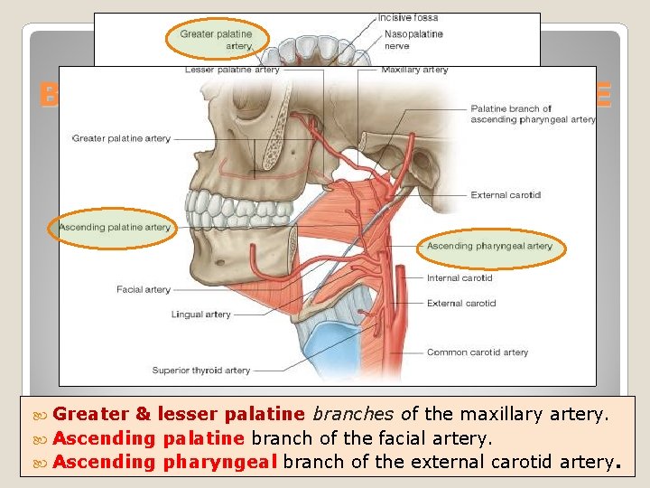 BLOOD SUPPLY OF THE PALATE Greater & lesser palatine branches of the maxillary artery.