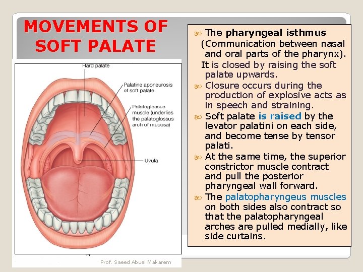 MOVEMENTS OF SOFT PALATE Prof. Saeed Abuel Makarem The pharyngeal isthmus (Communication between nasal