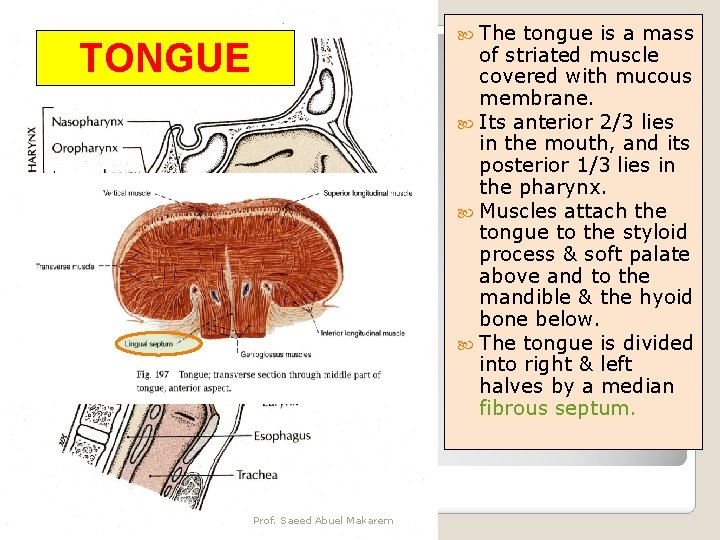  The tongue is a mass of striated muscle covered with mucous membrane. Its