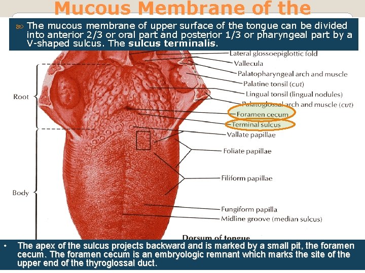 Mucous Membrane of the The mucous membrane of upper surface of the tongue can