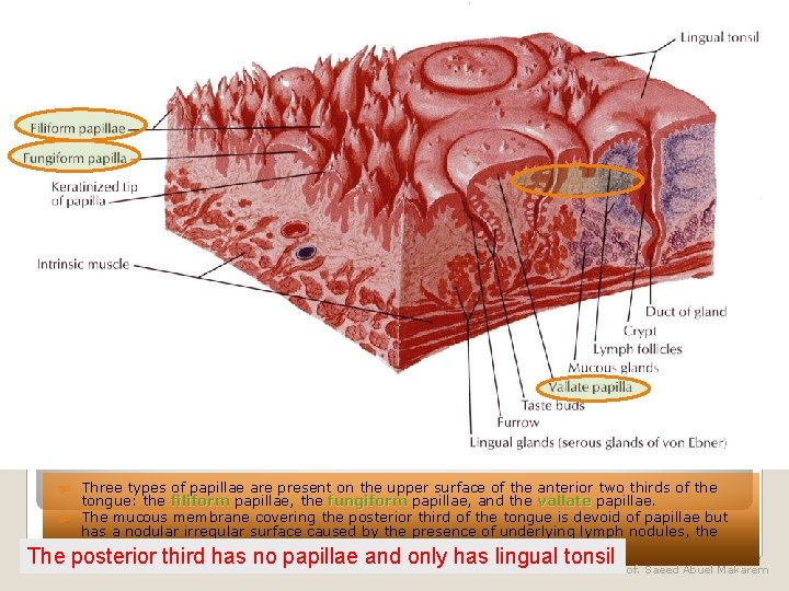  Three types of papillae are present on the upper surface of the anterior