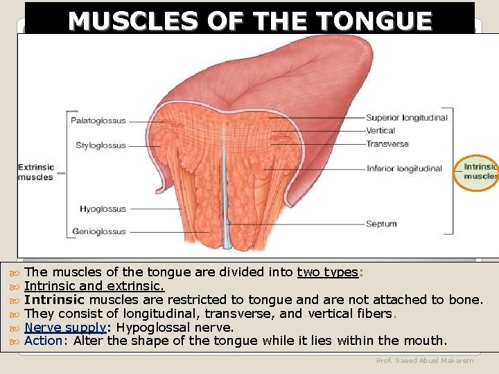 MUSCLES OF THE TONGUE The muscles of the tongue are divided into two types: