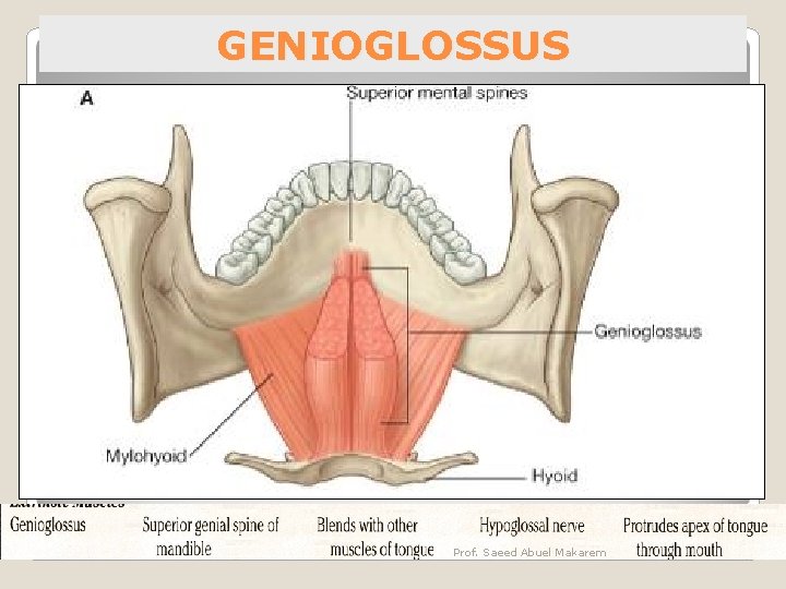 GENIOGLOSSUS Prof. Saeed Abuel Makarem 