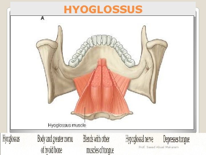 HYOGLOSSUS Prof. Saeed Abuel Makarem 