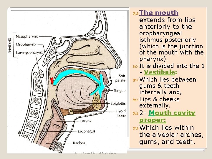  The mouth extends from lips anteriorly to the oropharyngeal isthmus posteriorly (which is