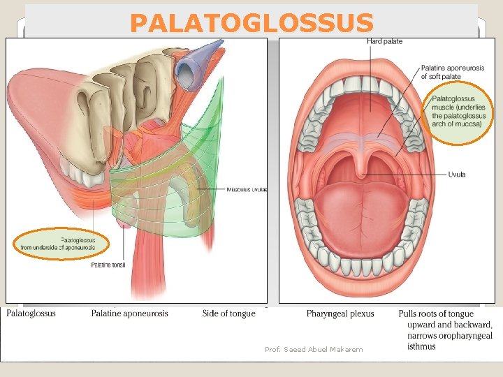 PALATOGLOSSUS Prof. Saeed Abuel Makarem 