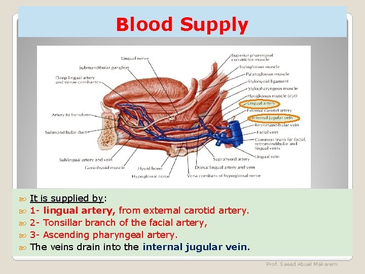 Blood Supply It is supplied by: 1 - lingual artery, from external carotid artery.