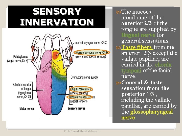 SENSORY INNERVATION Prof. Saeed Abuel Makarem The mucous membrane of the anterior 2/3 of