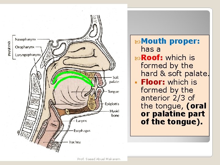 MOUTH Mouth proper: has a Roof: which is formed by the hard & soft